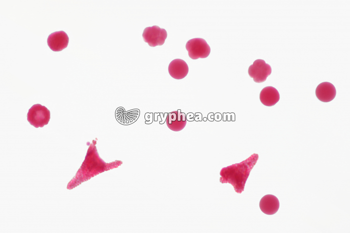 Oursin - embryologie - différents stades du développement x40 - gryphea.com